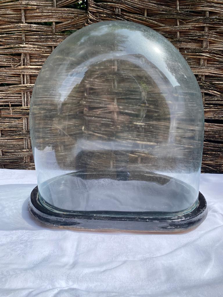 Super grote glazen stolp VERKOCHT, Huis en Inrichting, Woonaccessoires | Stolpen, Ophalen, Zo goed als nieuw