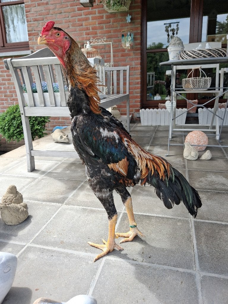 Shamo haan van 2025, Animaux & Accessoires