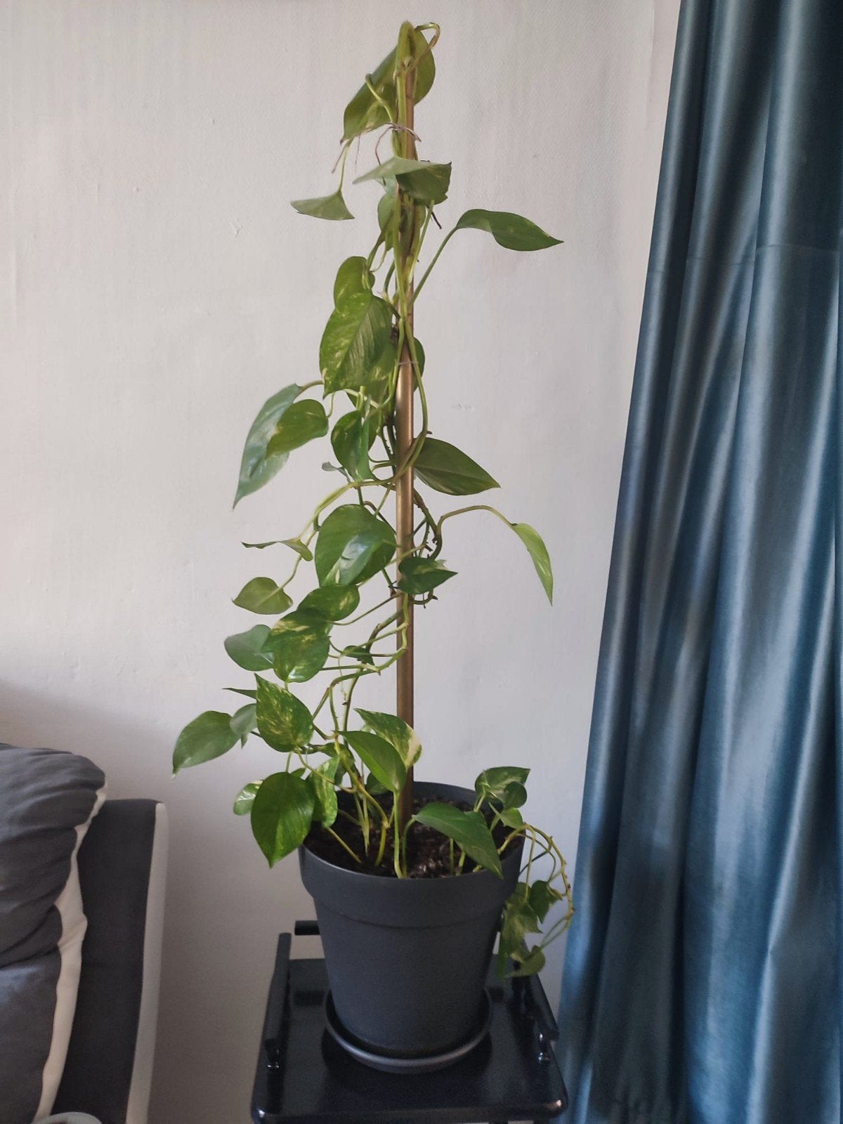 Grand Pothos panaché – belle plante grimpante, Maison & Meubles, Plantes d'intérieur