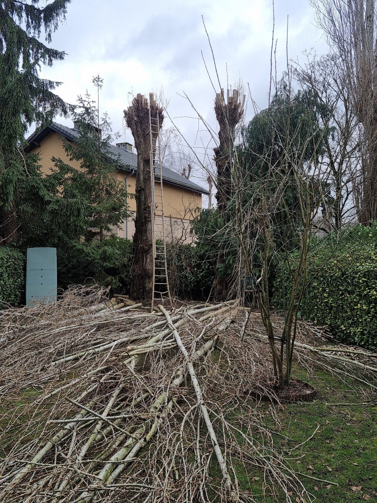 Abattage et élagage arbres, Enlèvement