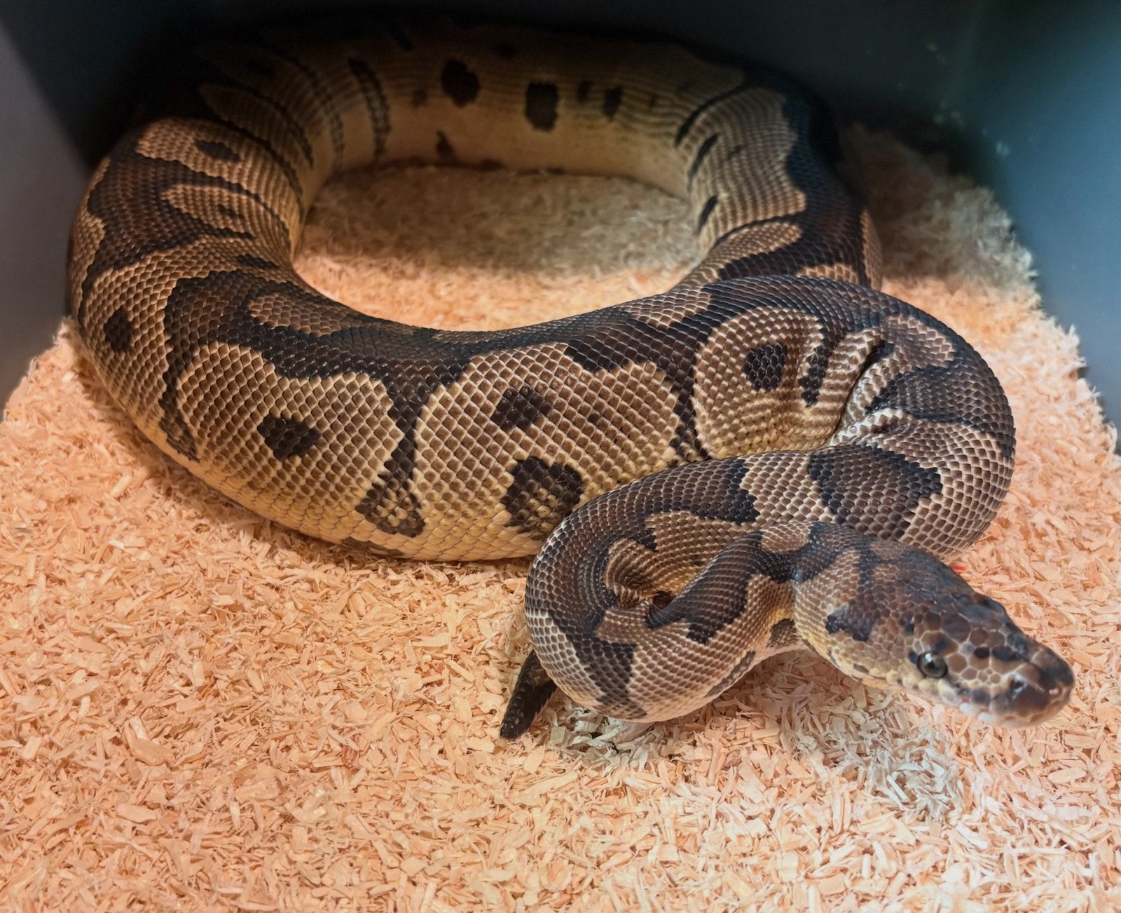 Ball python Man, Serpent, Domestique, 0 à 2 ans