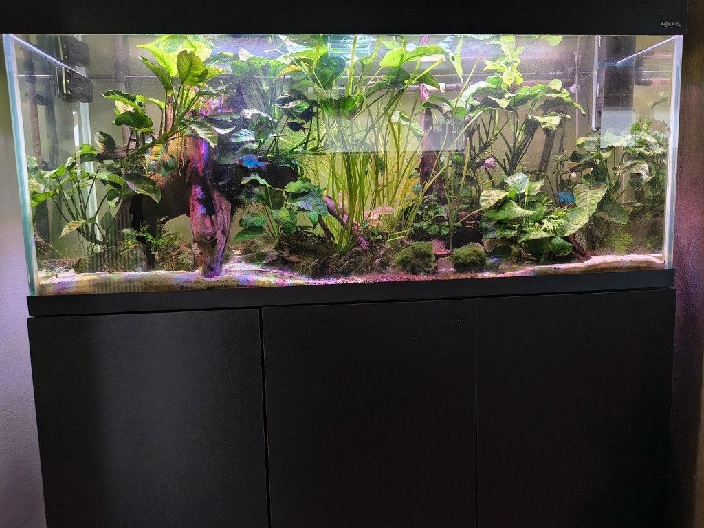 Aquascape te koop met toebehoren, Dieren en Toebehoren, Ophalen, Inclusief vissen, Aquael, Gevuld zoetwateraquarium