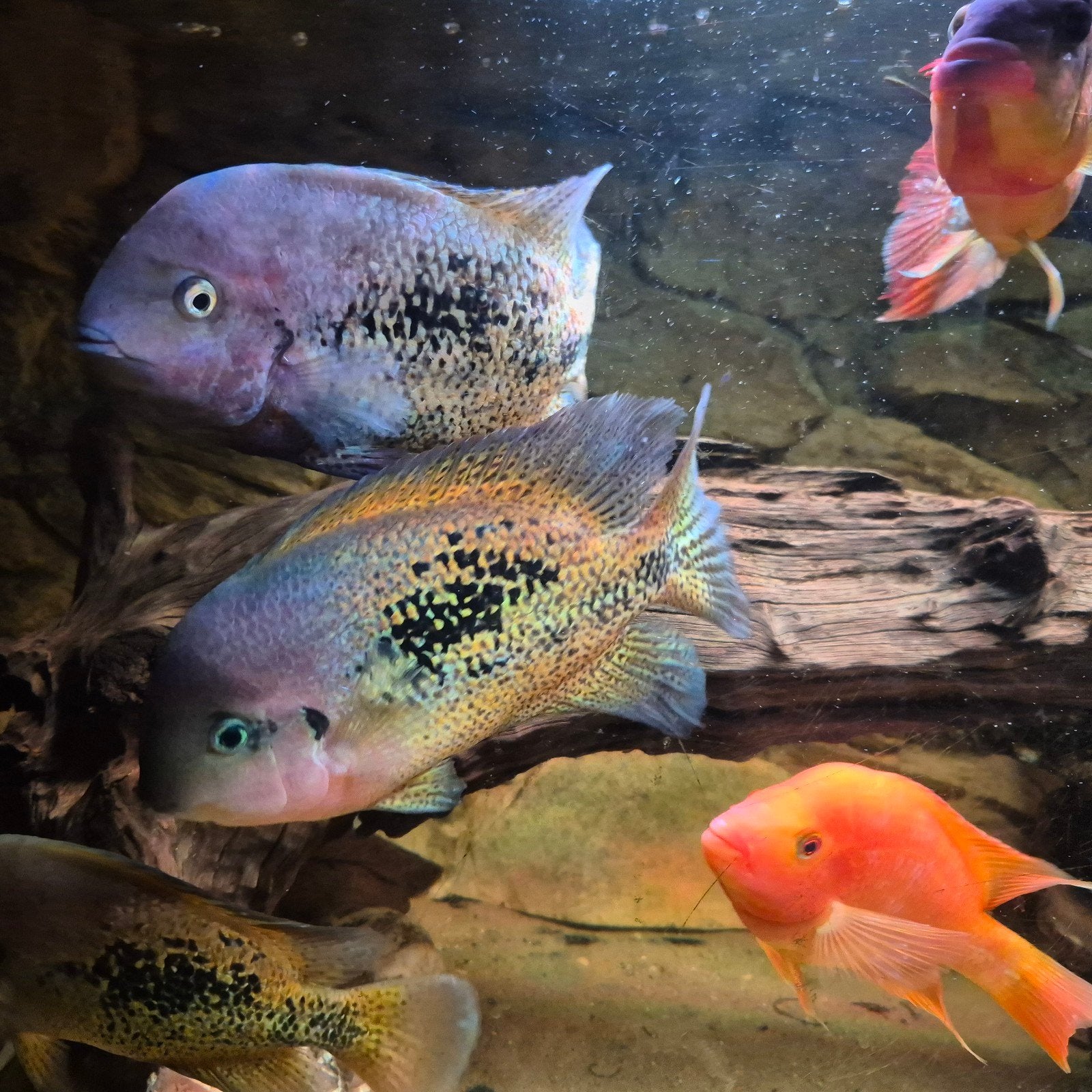 cichlidés, Animaux & Accessoires, Enlèvement ou Envoi