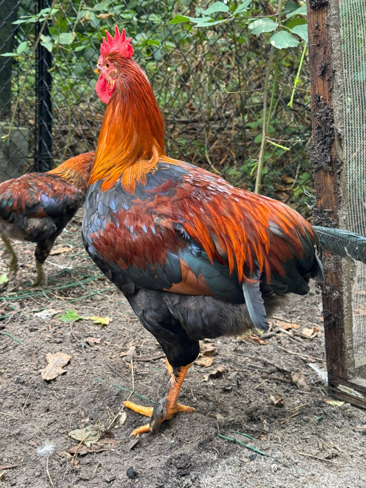 Auracana hanen, Dieren en Toebehoren