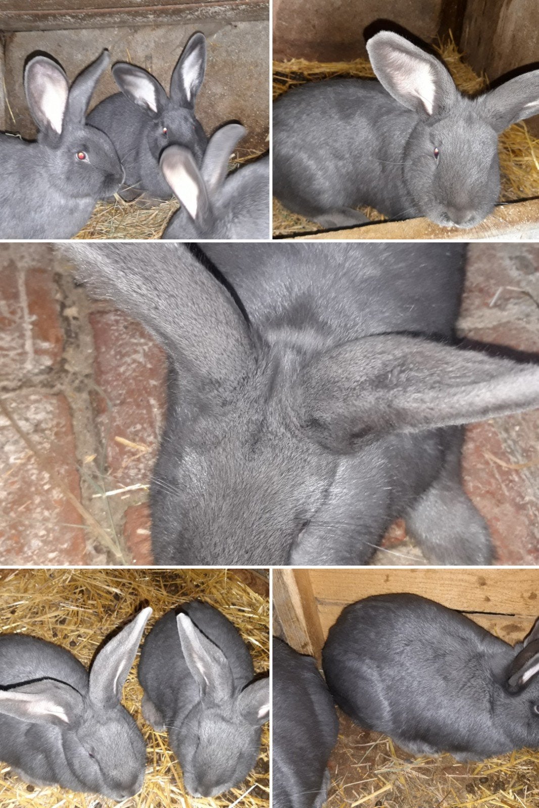 Blauw Van Ham, Plusieurs animaux, Grand, 0 à 2 ans