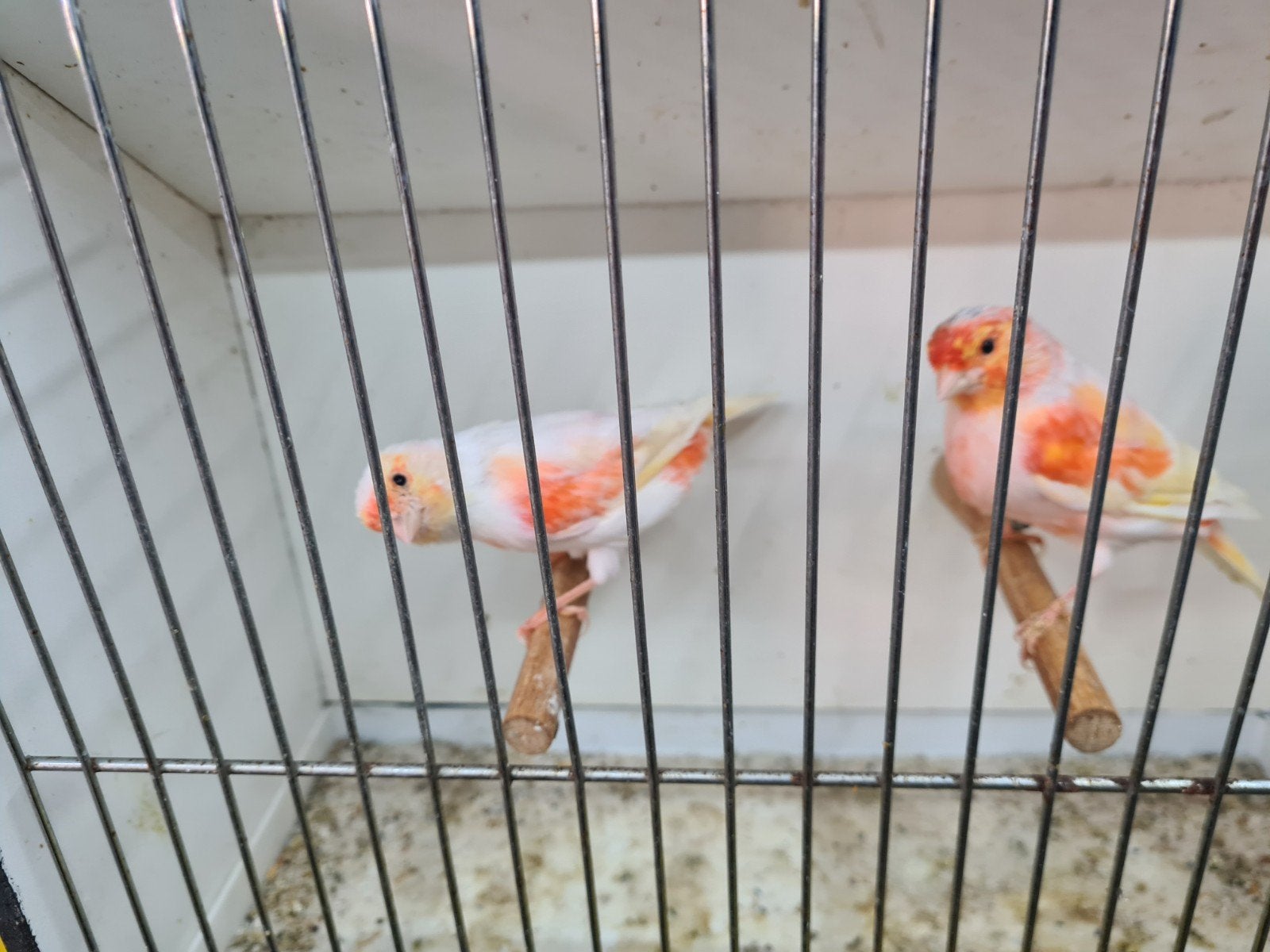 kanarie, Dieren en Toebehoren