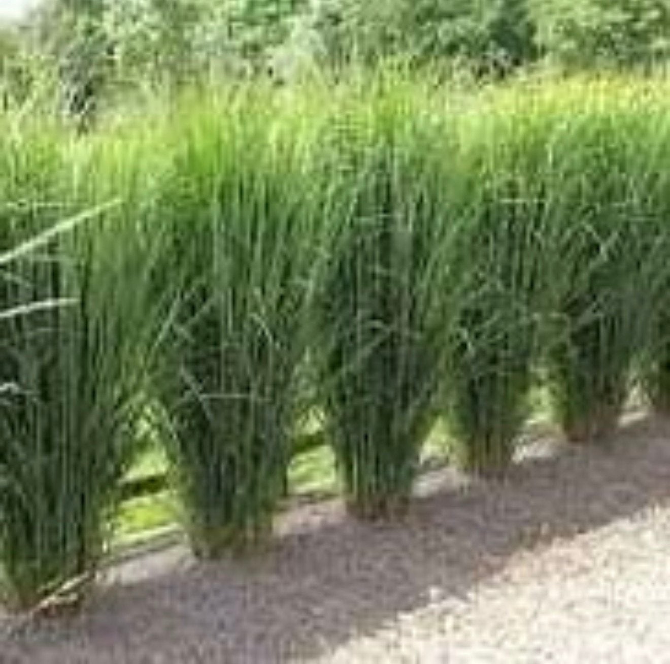 Panicum northwind, Ophalen