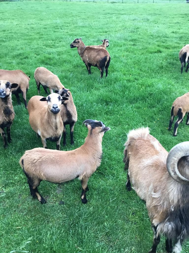 Kameroenschapen, Dieren en Toebehoren