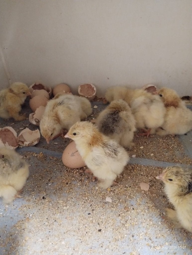 Kuikentjes, Meerdere dieren, Kip