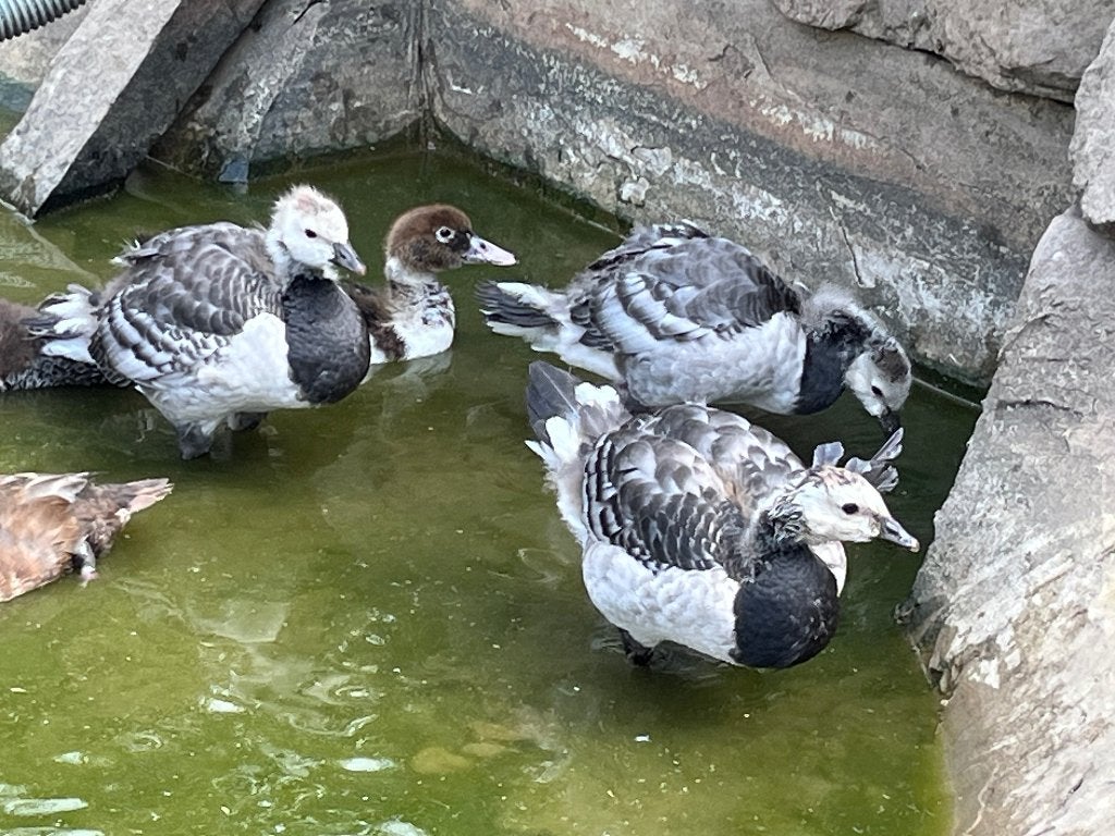 Brandgans, Animaux & Accessoires, Volatiles, Plusieurs animaux, Oie ou Cygne