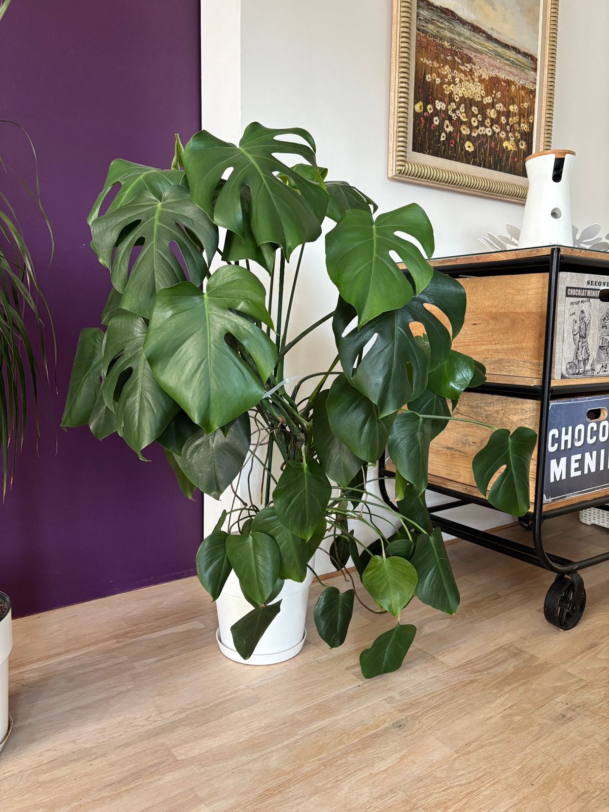 Monstera deliciosa in witte pot, Huis en Inrichting, Ophalen, 100 tot 150 cm, Overige soorten, Halfschaduw