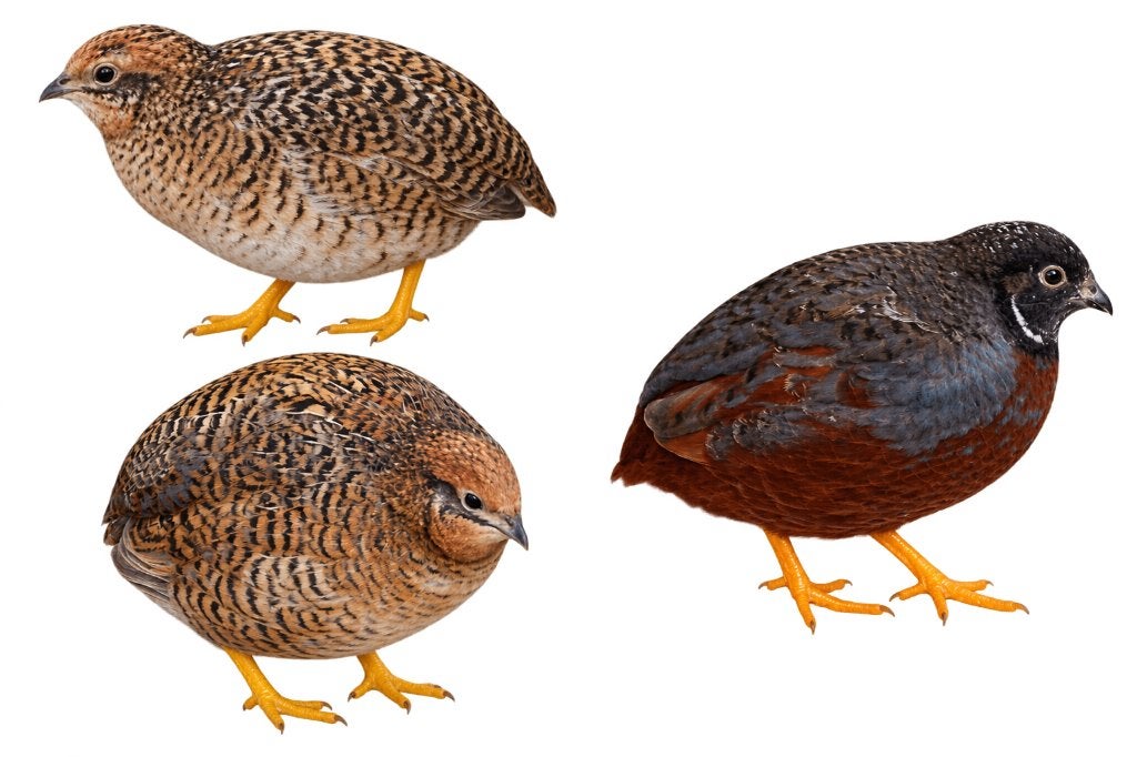 Chinese dwergkwartels, Plusieurs animaux, Autres espèces