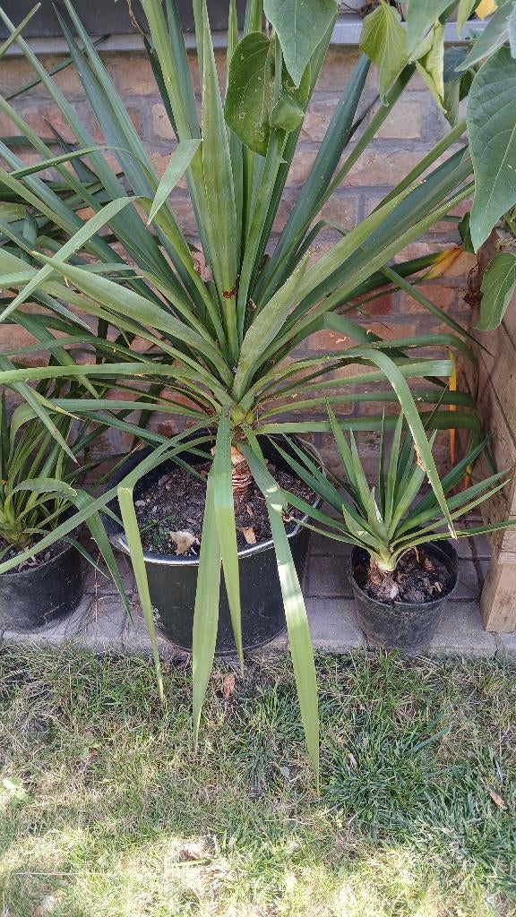 prachtige yuka buitenplant, Ophalen, Minder dan 100 cm, In pot, Cactus