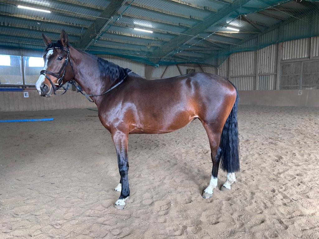 Springpferd 5J. 1,66m | v. Eldorado v.d. Zeshoek Askari, Dieren en Toebehoren, Paarden, Merrie, Springpaard, 3 tot 6 jaar, 165 tot 170 cm