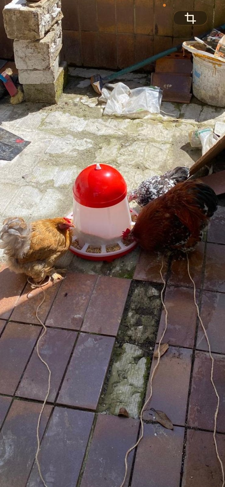 Cherche des oeuf, Animaux & Accessoires, Plusieurs animaux