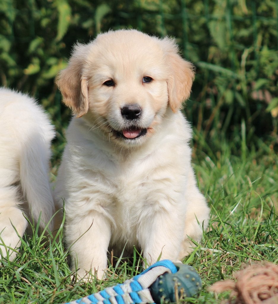 Chiots Golden Retriever, Golden retriever, Chien (mâle), Belgique, Plusieurs