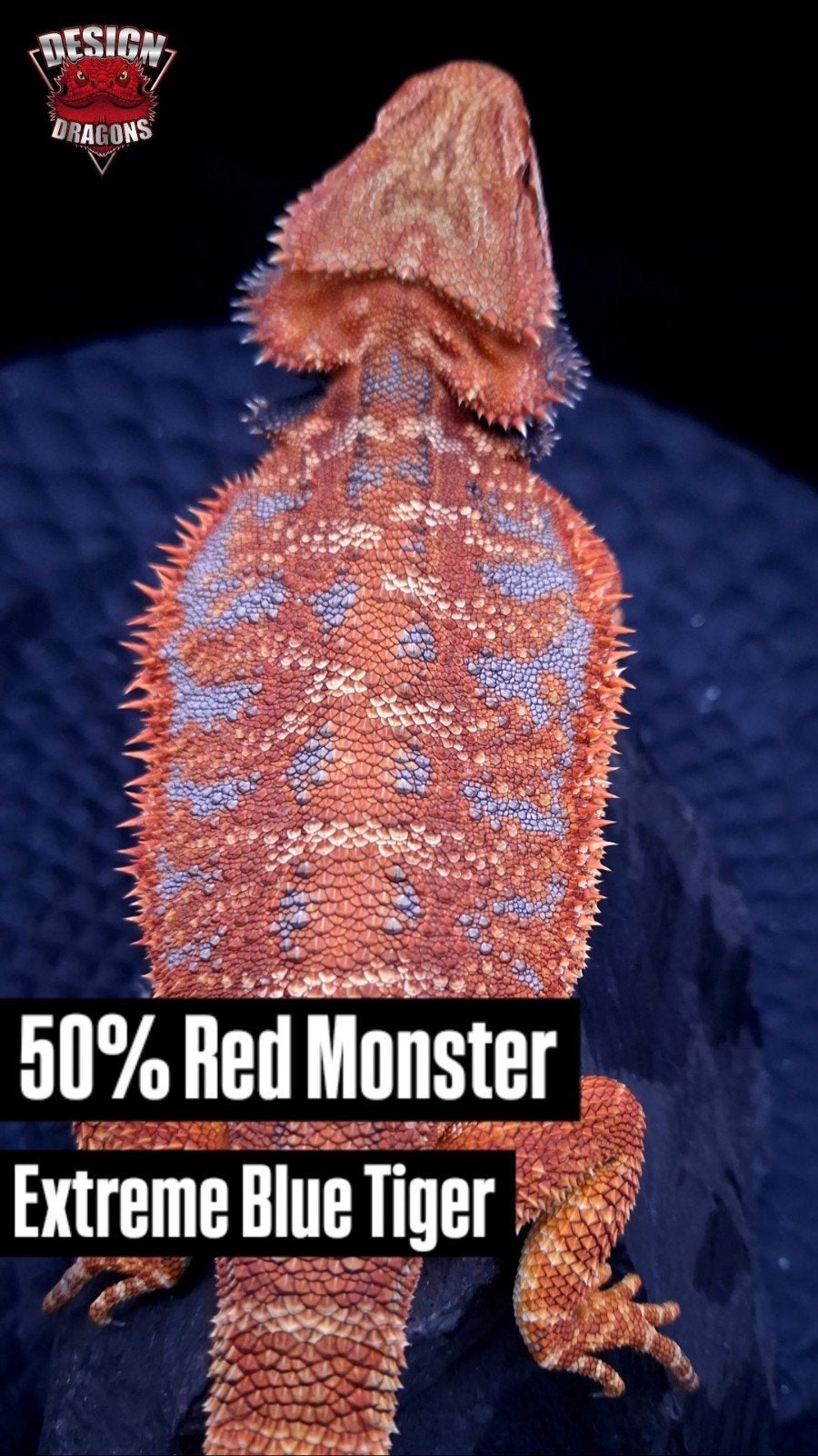50% Red Monster Extreme Blue Tiger Man (veel blauw), Lézard, 0 à 2 ans
