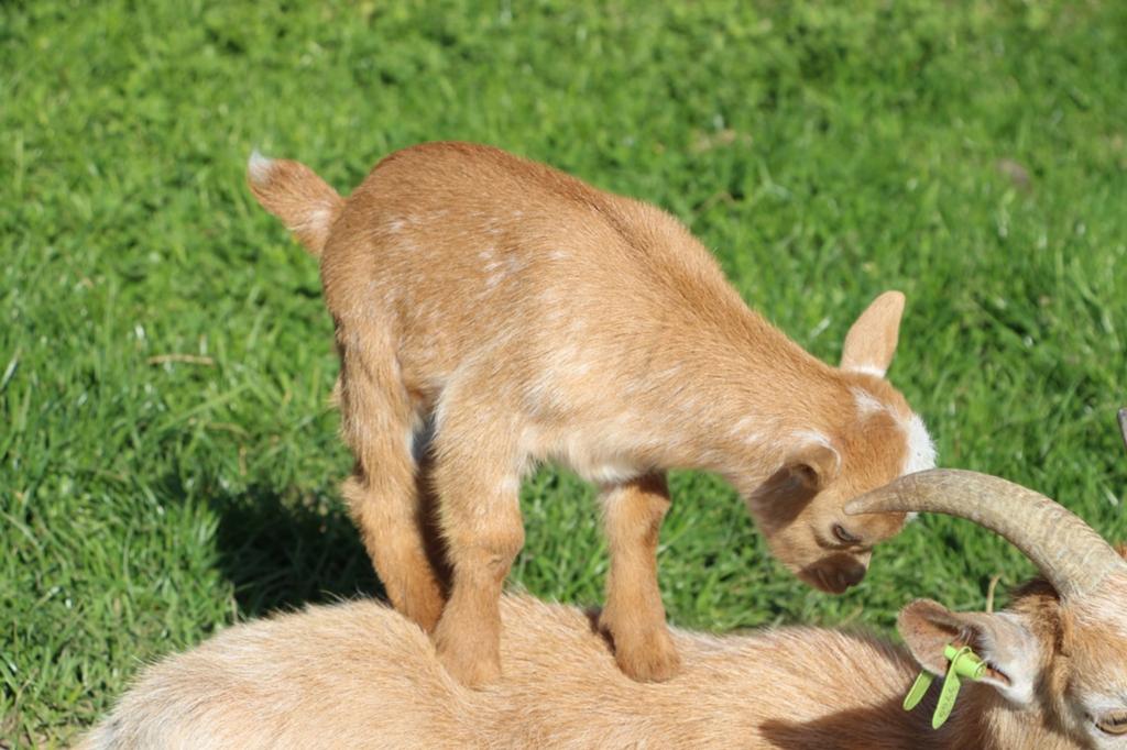 Dwerggeit bok lammetje, Dieren en Toebehoren, Schapen, Geiten en Varkens, Mannelijk, Geit, 0 tot 2 jaar