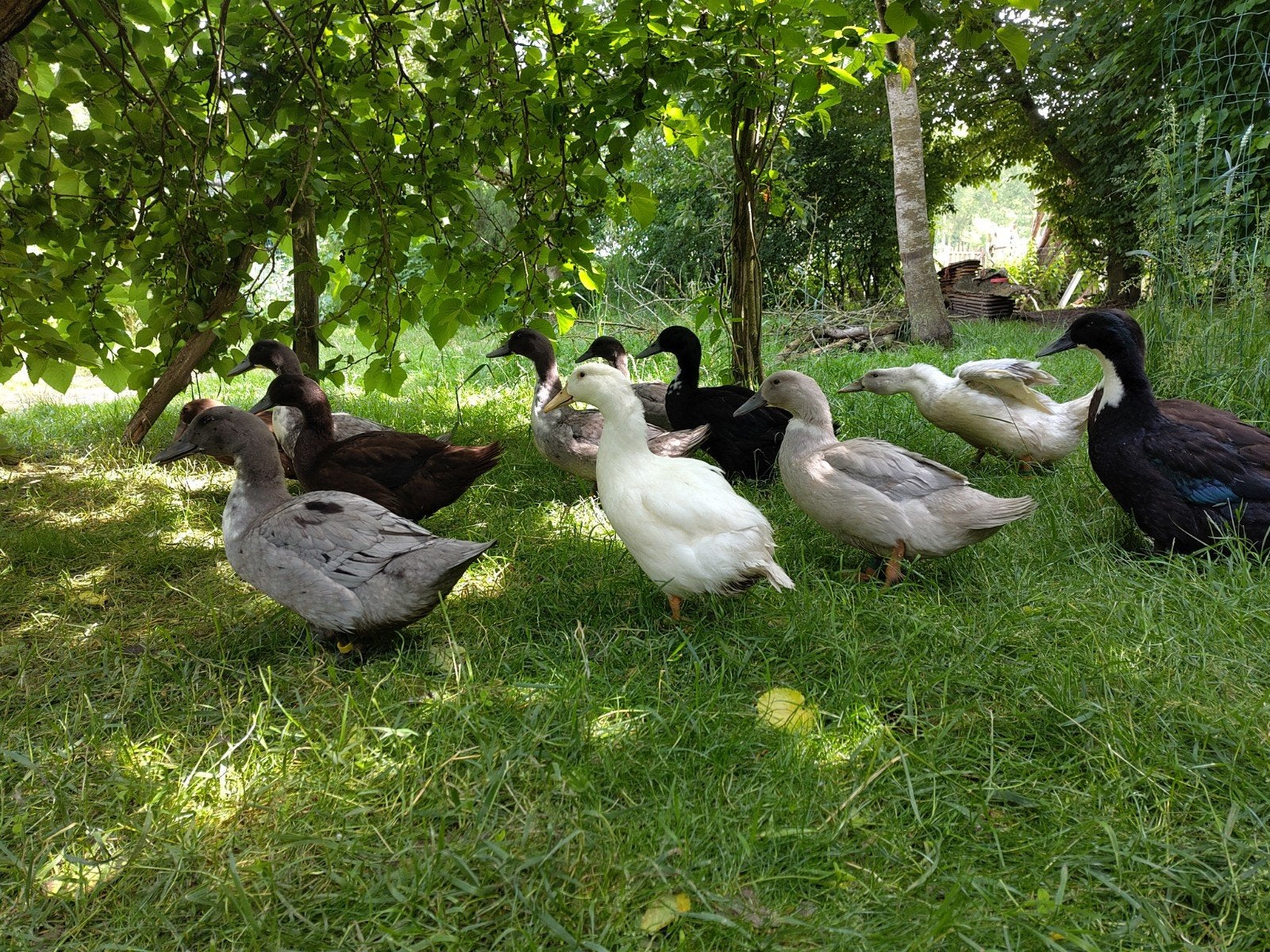 Koppels Eenden Dendermonds - Vorst, Animaux & Accessoires, Volatiles, Canard, Plusieurs animaux