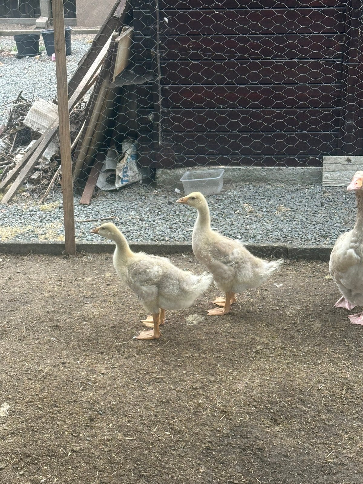 Amerikaanse buff kuiken, Dieren en Toebehoren, Pluimvee, Geslacht onbekend, Gans of Zwaan