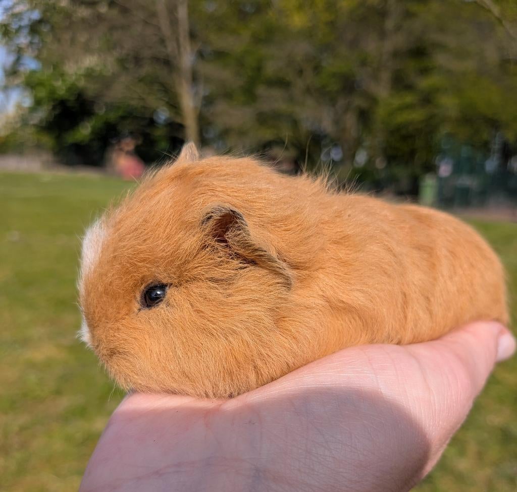Prachtig en tam ch Teddy baby cavia beertje, Cavia, April, Mannelijk, Tam