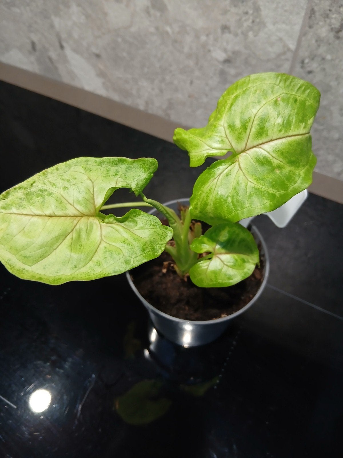 syngonium Golden allusion, Ophalen