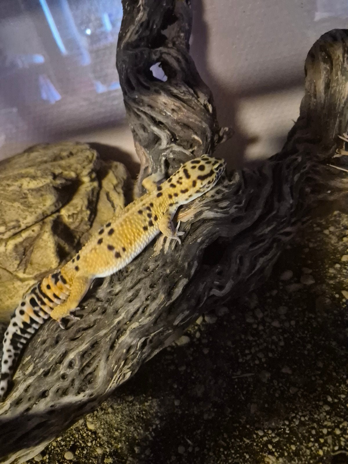 Gecko leopard f . Info mp, Animaux & Accessoires, Enlèvement