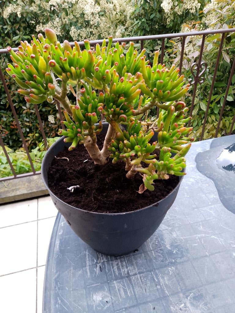 ARBRE DE JADE CRASSULA OVATA PLANTE ORNEMENTAL, Enlèvement, Plein soleil