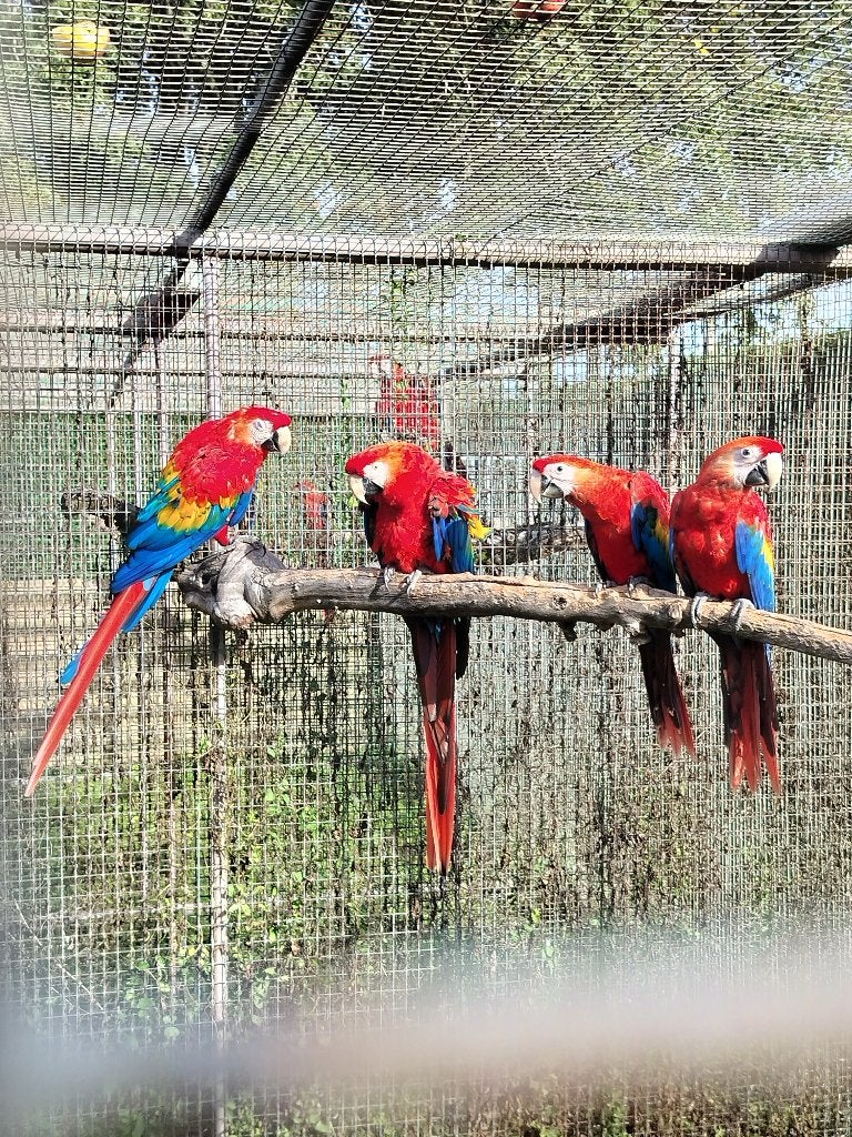 Jeunes aras à ailes jaunes (race sauvage) 2026, Plusieurs animaux, Perroquet, Bagué