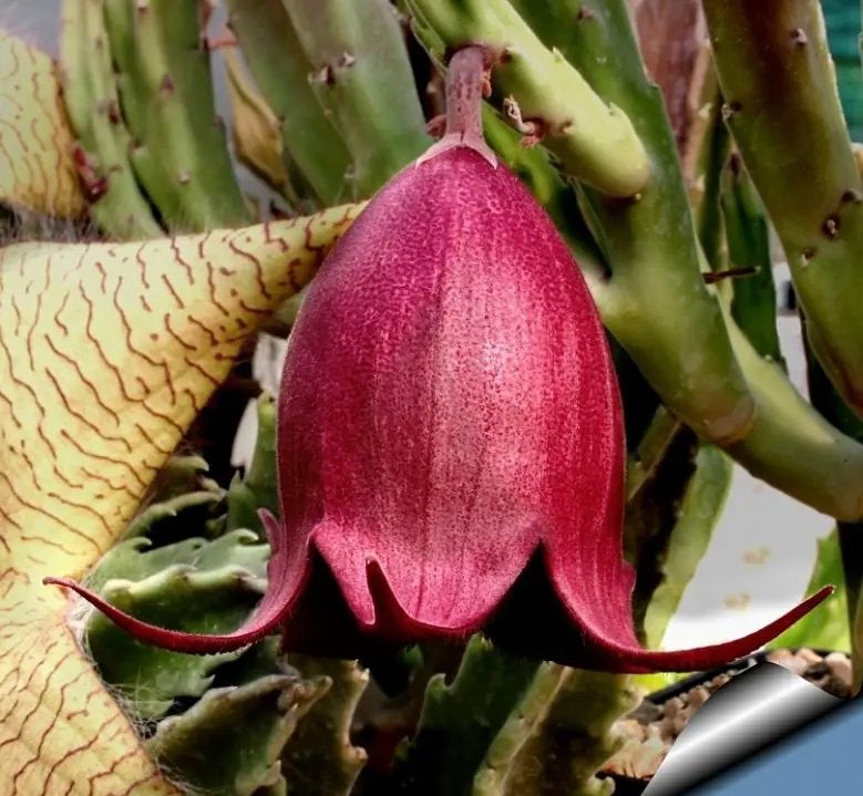 Stapelia leendertziae, Ophalen of Verzenden