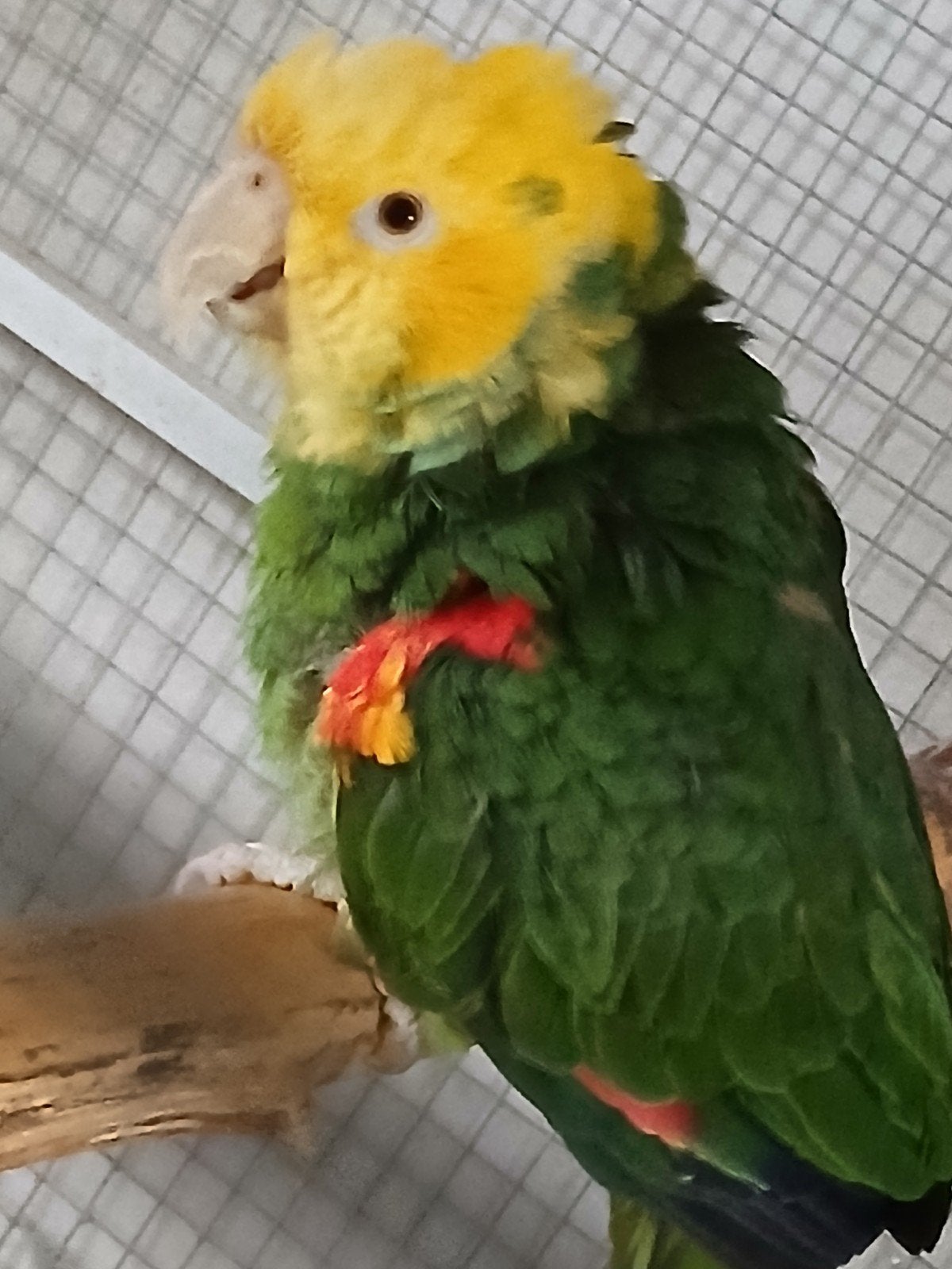 male oratrix