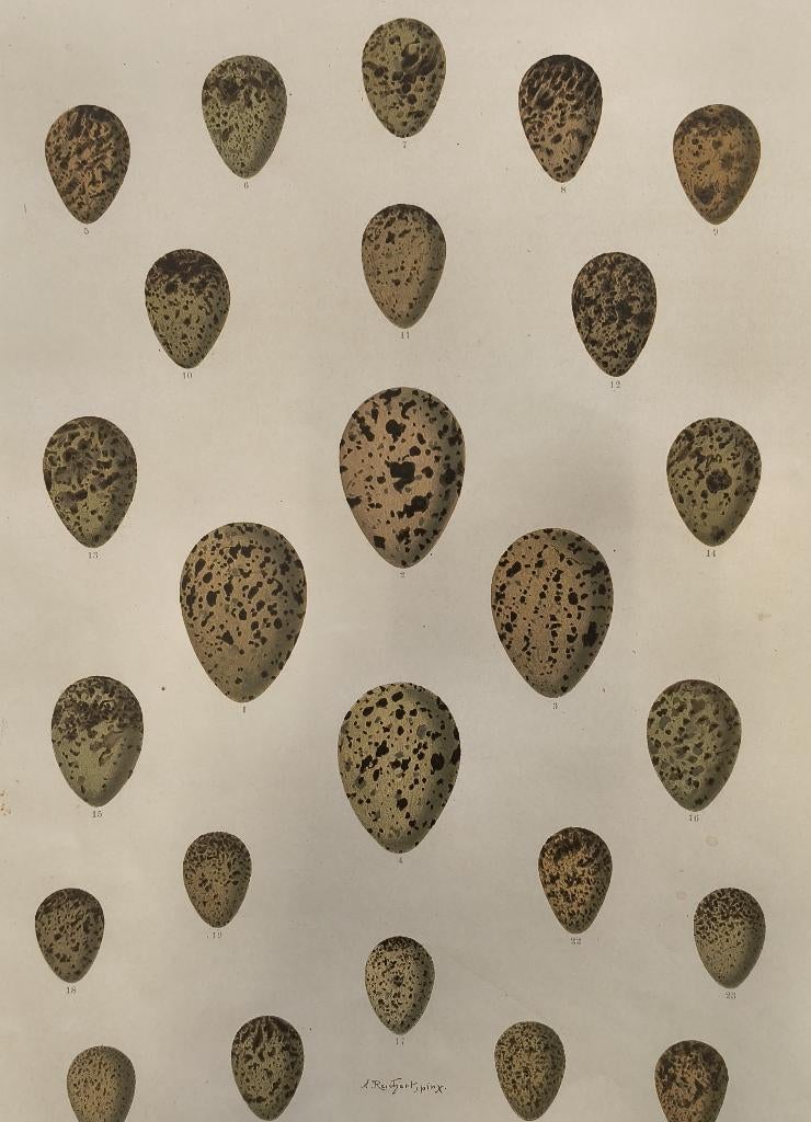 oölogische plaat (de studie van vogeleieren) - VIII, Antiek en Kunst, Kunst | Etsen en Gravures, Ophalen of Verzenden