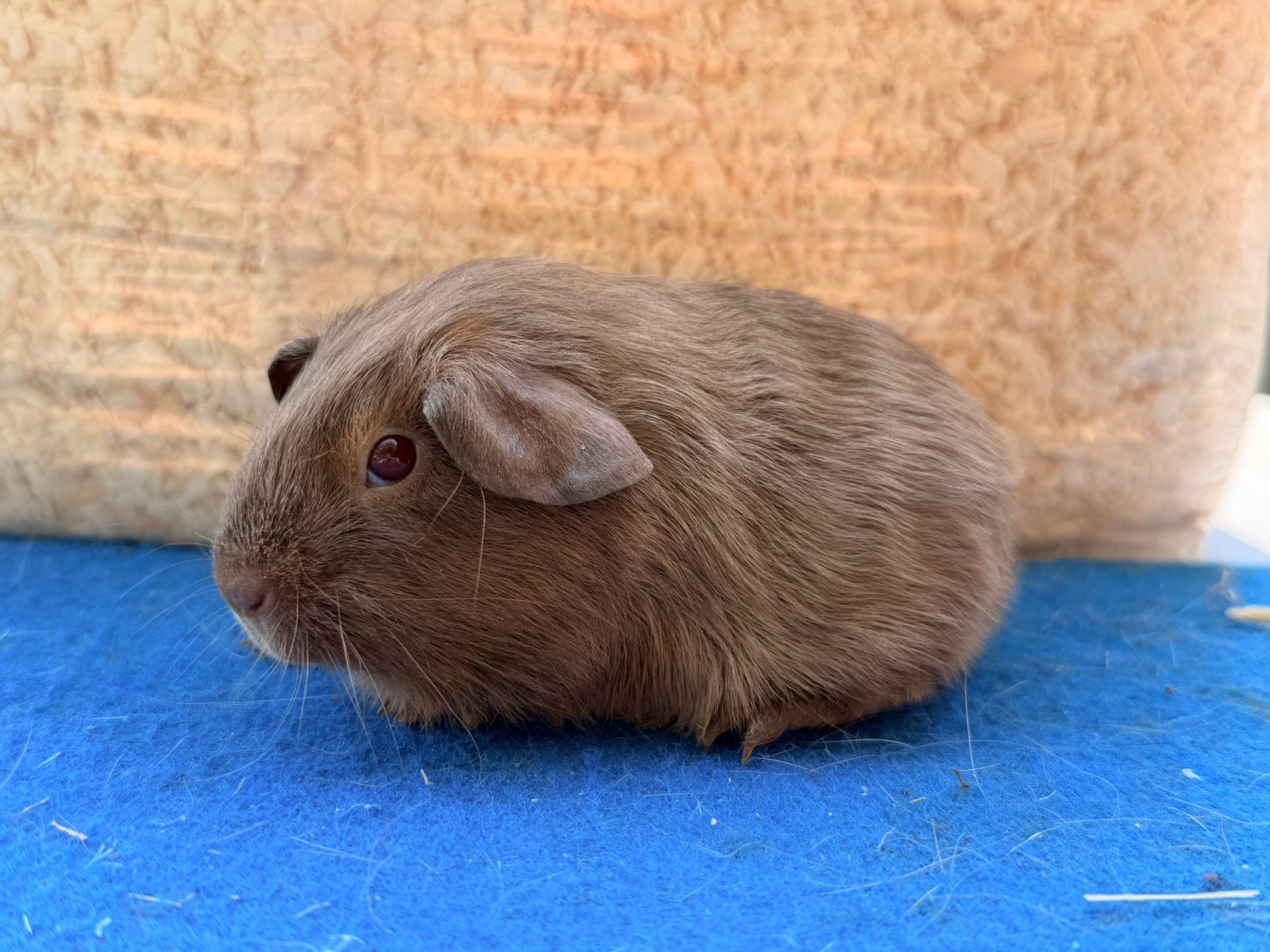 Gladhaar tan slate beertje, Dieren en Toebehoren, Knaagdieren, Juli, Mannelijk, Cavia