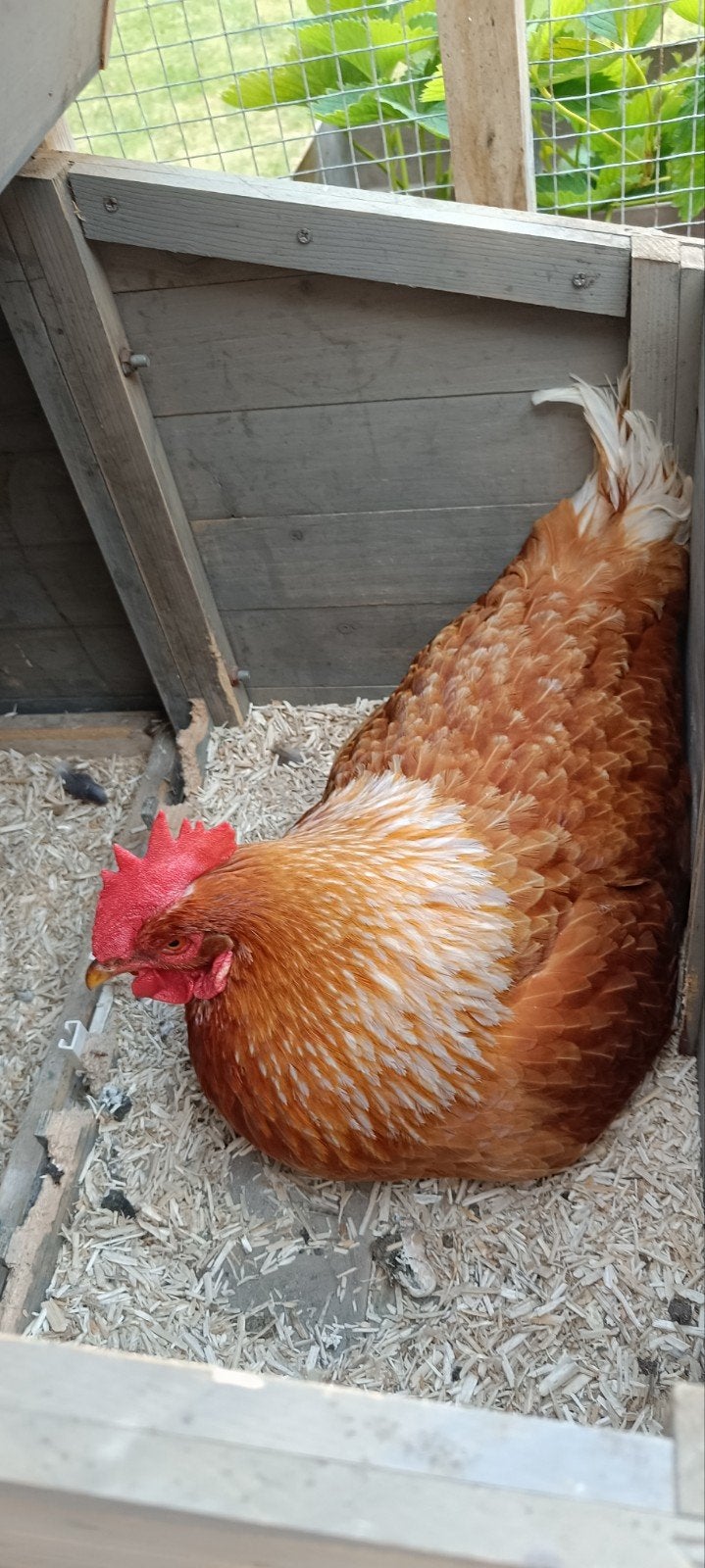 Un coq brun à leur place ! POULET, Animaux & Accessoires, Mâle, Poule ou poulet