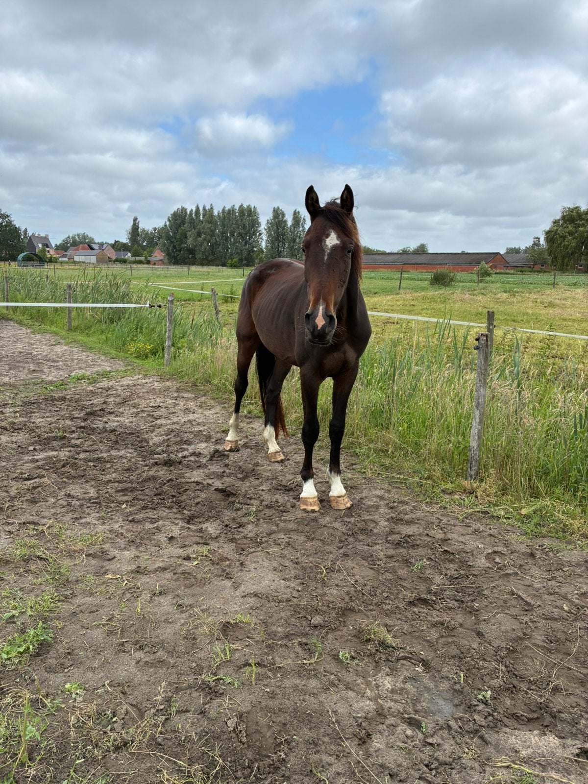 Brave 3 jarig paard - DEZE WEEK OPHALEN, Hongre, Avec pedigree, 160 à 165 cm, Cheval de saut