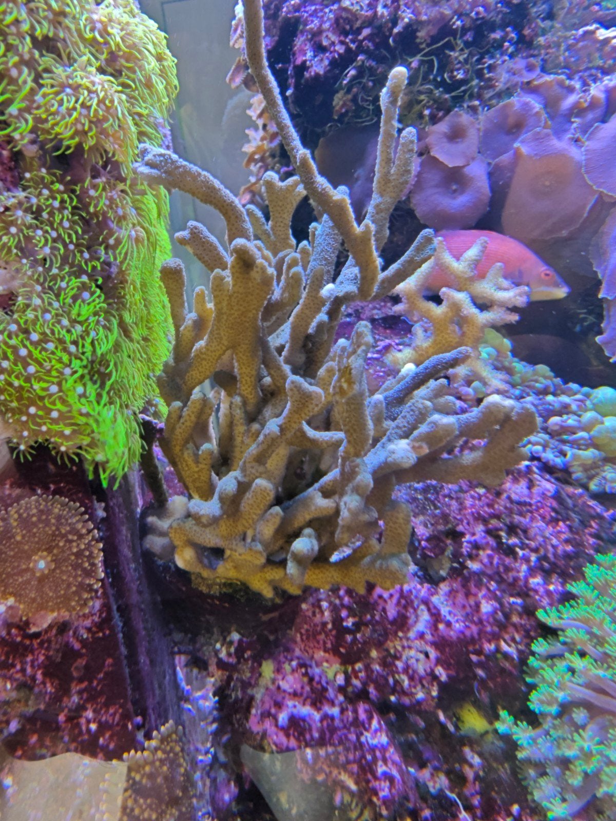 Montipora digita blauw, Ophalen