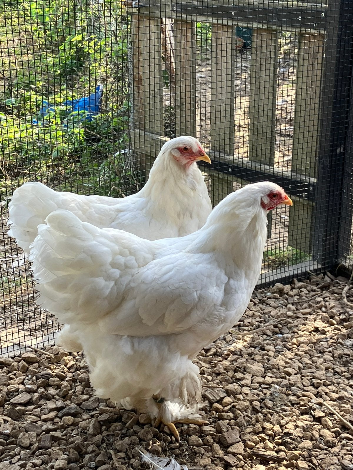 5 witte brahma groothoender hennen, Femelle, Poule ou poulet