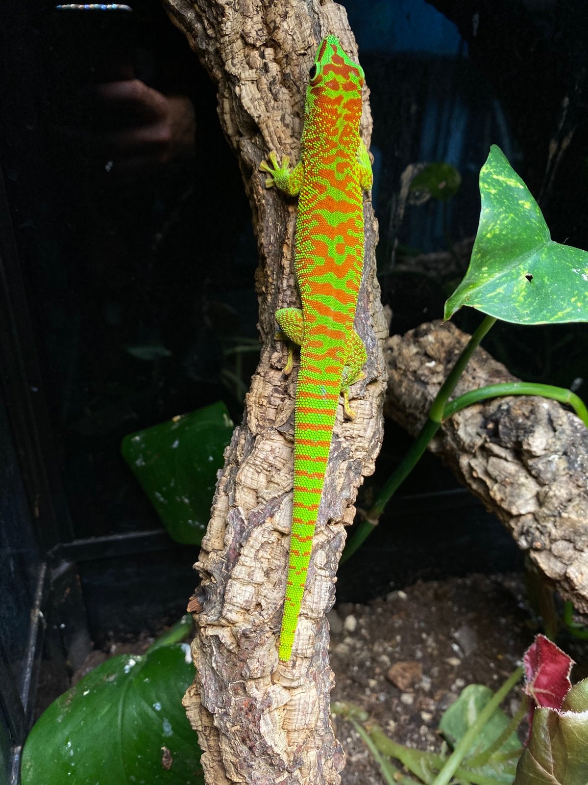 Phelsuma grandis High Red, Dieren en Toebehoren
