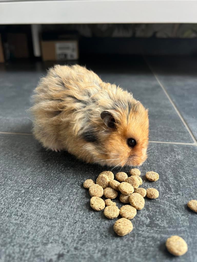 Langharige hamster, Hamster, Mâle, Domestique, Mai
