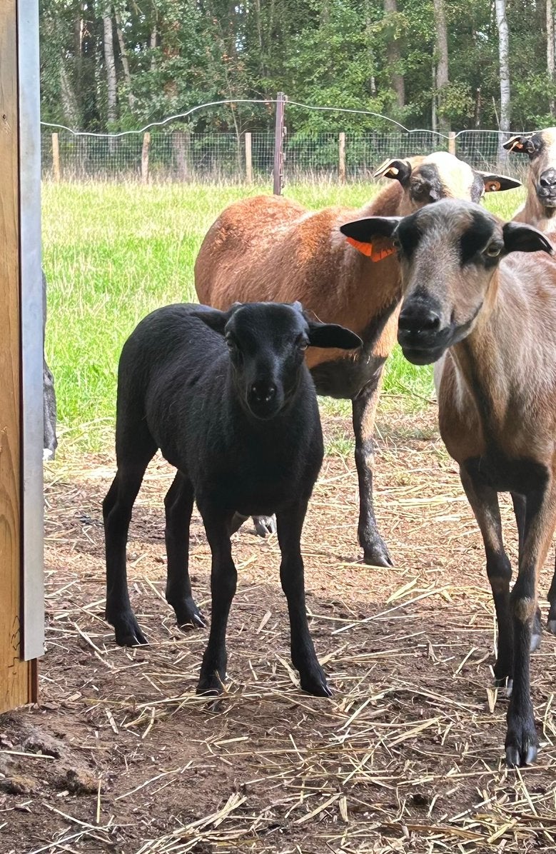 Zwart kameroen ram, Dieren en Toebehoren, Mannelijk, Schaap, 0 tot 2 jaar
