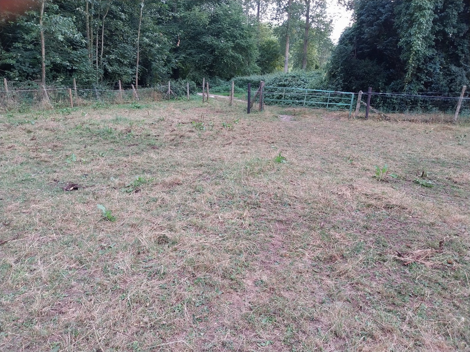 weide, Dieren en Toebehoren, Stalling en Weidegang, Stalling
