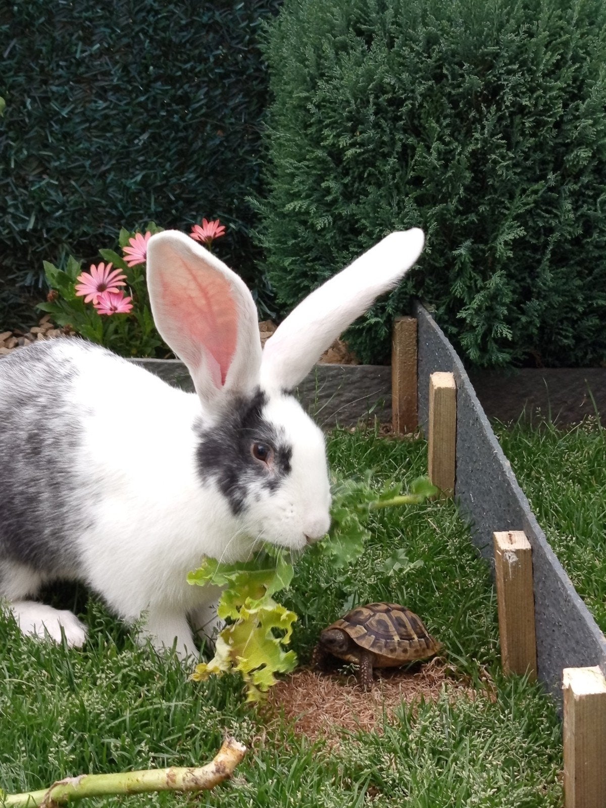 Géant flamand, Animaux & Accessoires, Lapins