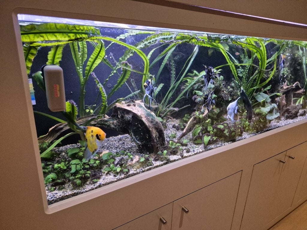 Groot aquarium (625l) + toebehoren en vissen, Ophalen, Gebruikt, Overige merken, Inclusief vissen