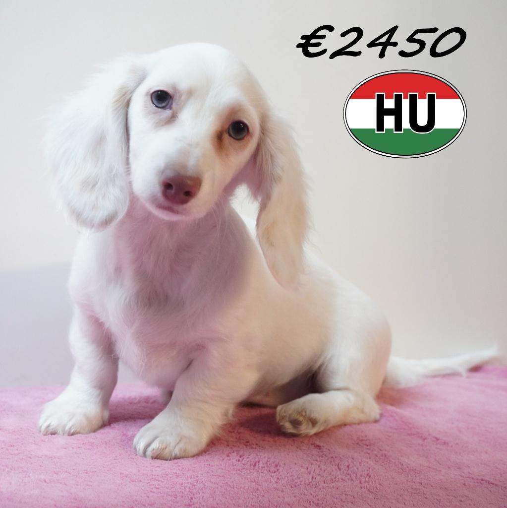 Langharige Teckels pups vol charme te koop, Dieren en Toebehoren, Honden | Teckels en Dashonden, Meerdere dieren, Langhaar, Handelaar