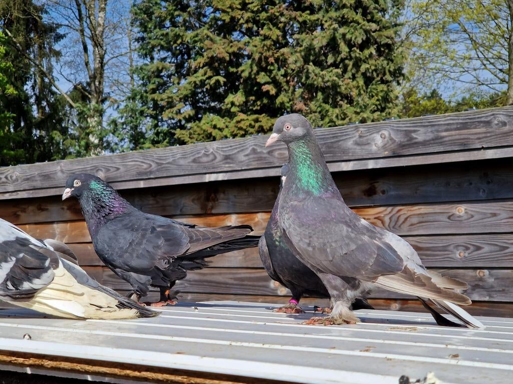 Pigeons Takla à vendre
