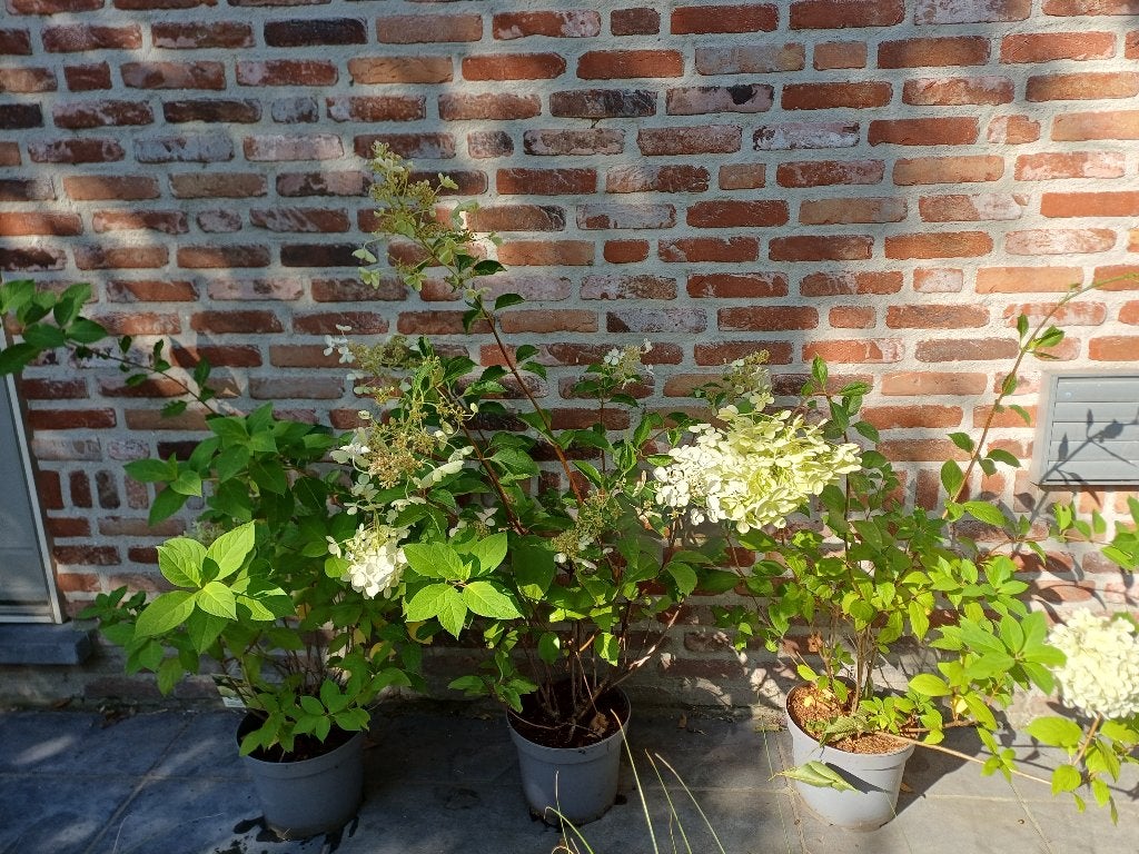 Hydrangea limelight, Tuin en Terras, Ophalen, Zomer, Vaste plant