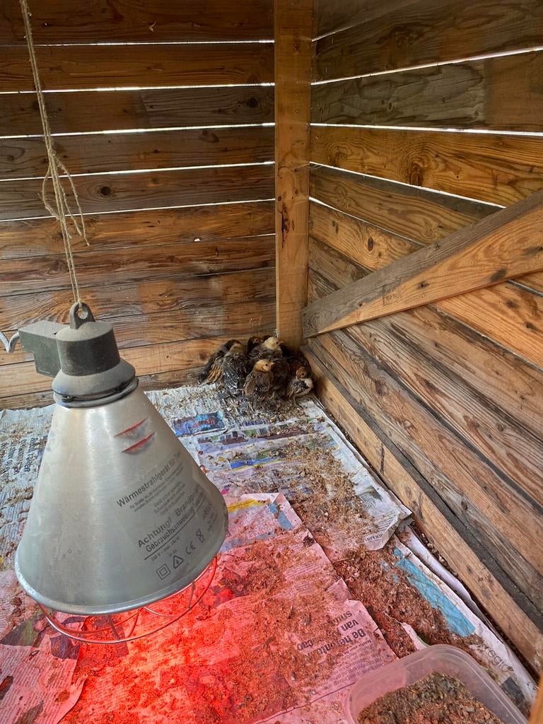 Sebright kippen, Animaux & Accessoires, Volatiles, Plusieurs animaux, Poule ou poulet