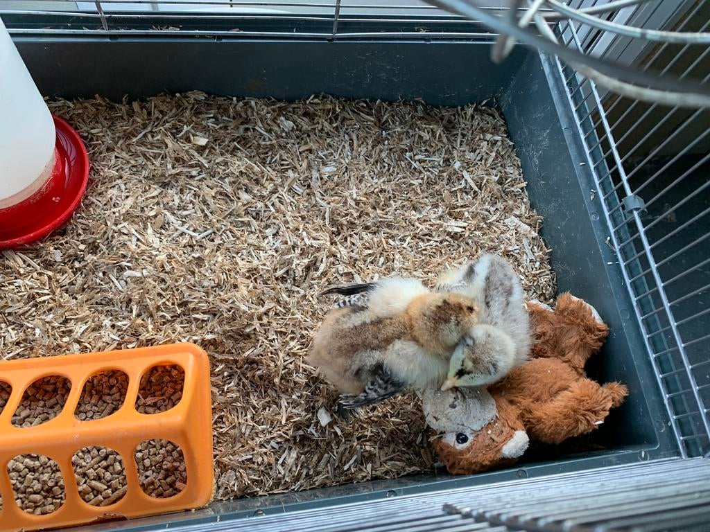 Broedeieren brahma groothoender, Dieren en Toebehoren, Pluimvee, Geslacht onbekend, Kip