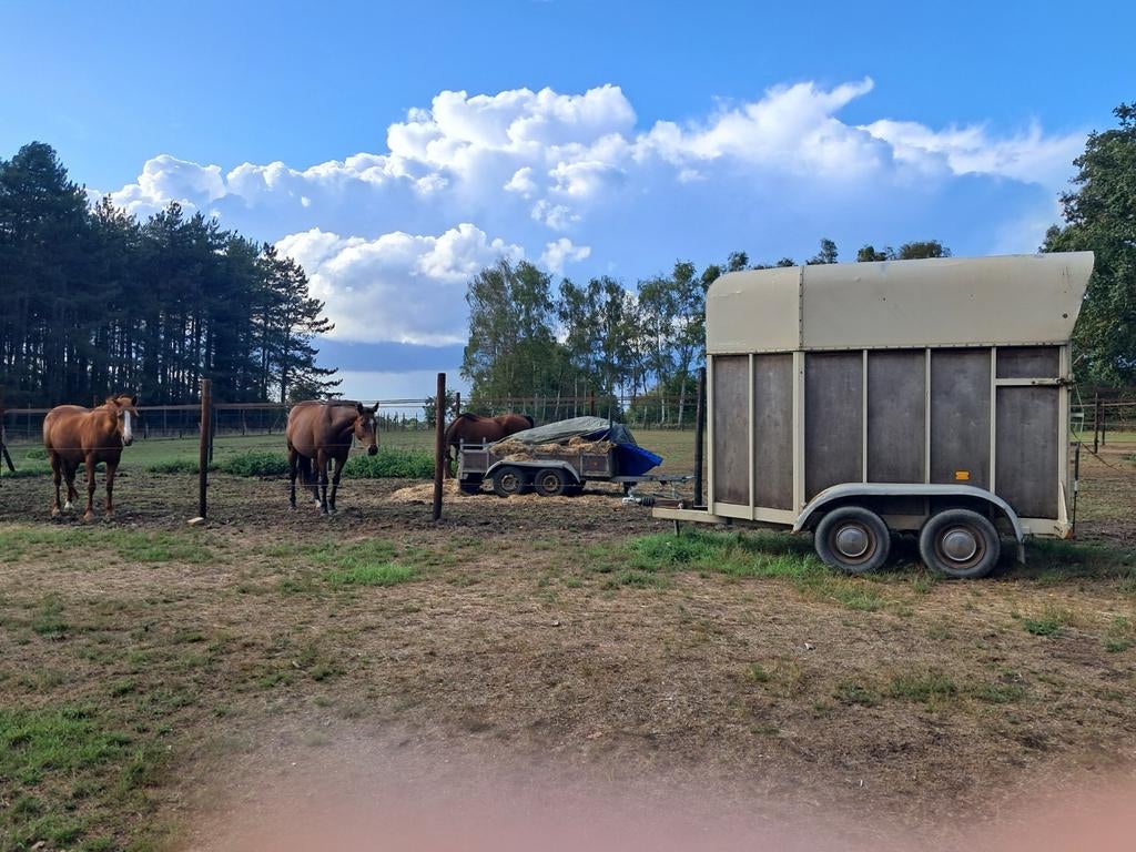 Paardetrailer 2 paarden, Dieren en Toebehoren, Paarden