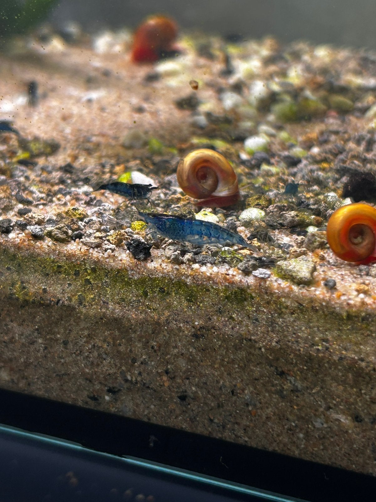 Blauwe garnalen, Dieren en Toebehoren, Vissen | Aquariumvissen, Kreeft, Krab of Garnaal